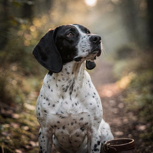 Ariegeois Short Haired Pointer and pet insurance guide