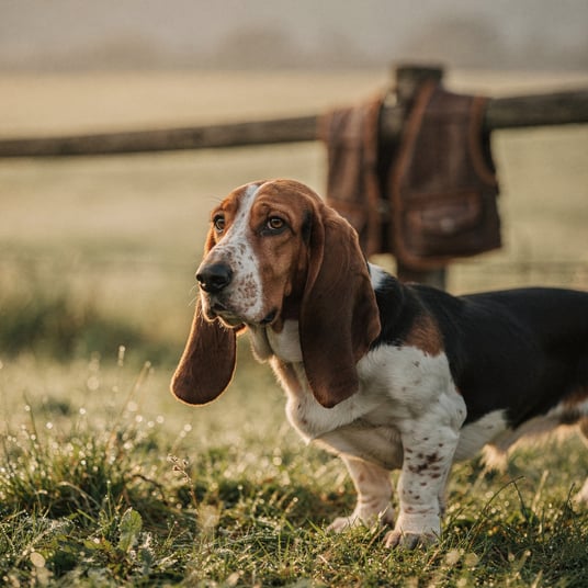 Artesien Normand Basset