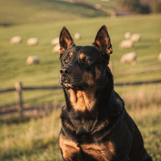 Beauceron