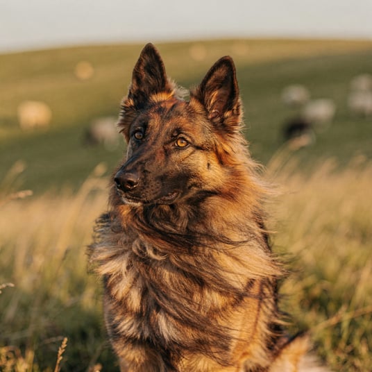Belgian Shepherd Tervuren