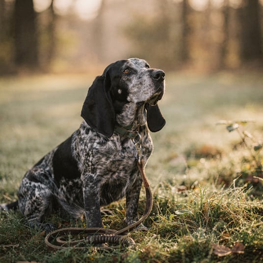 Blue Coonhound