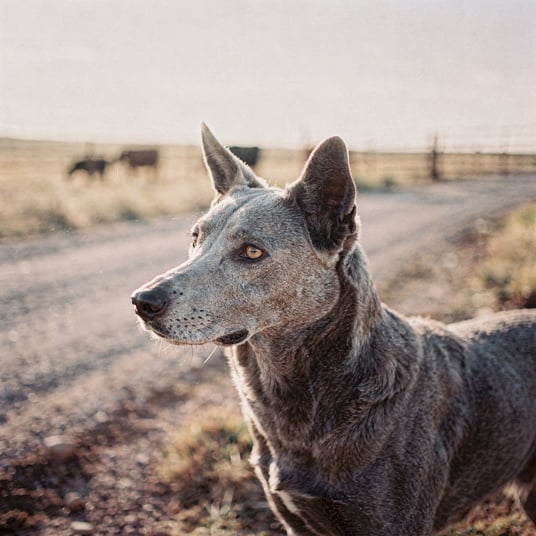 Blue Lacy and pet insurance guide