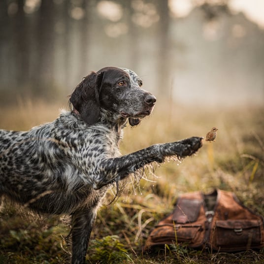 Blue Picardy Long Haired Pointer and pet insurance guide
