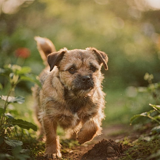 Border Terrier and pet insurance guide