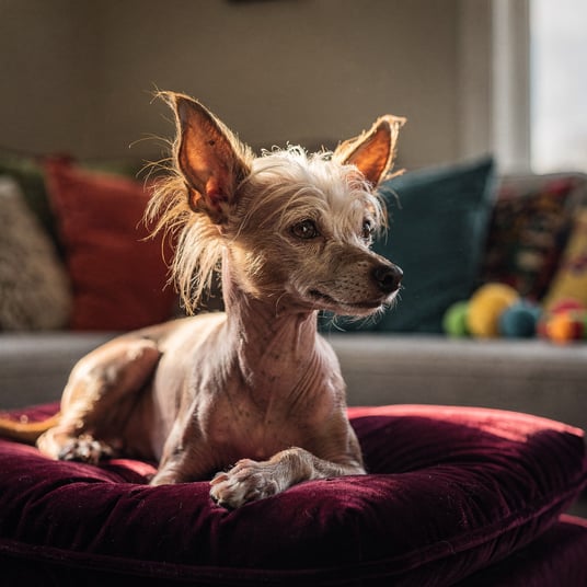 Chinese Crested