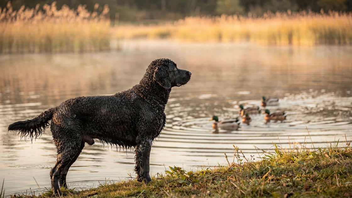 Curly Coated Retriever — vet costs and insurance