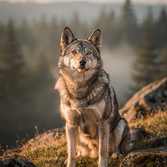 Czechoslovakian Wolfdog