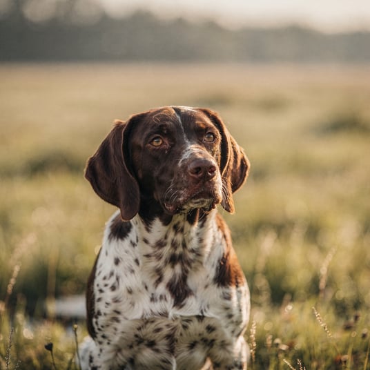 Drentsche Patrijshond