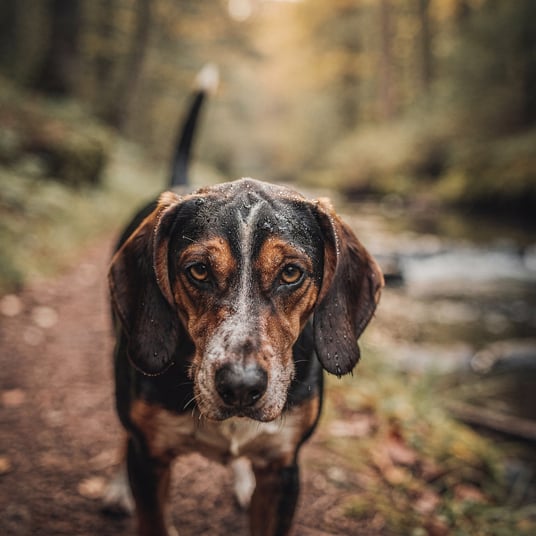 Dunker and pet insurance guide