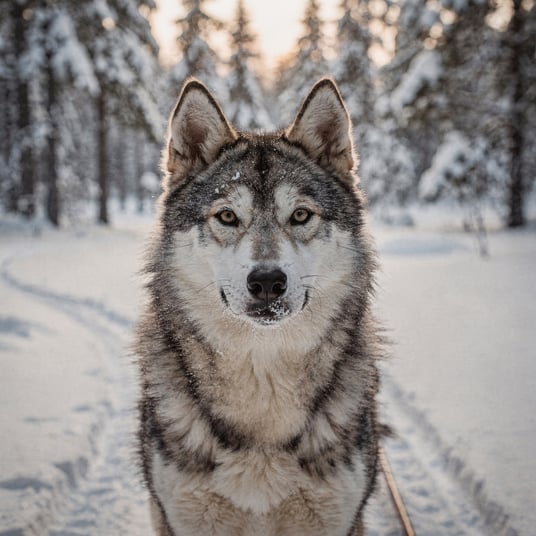 East Siberian Laika
