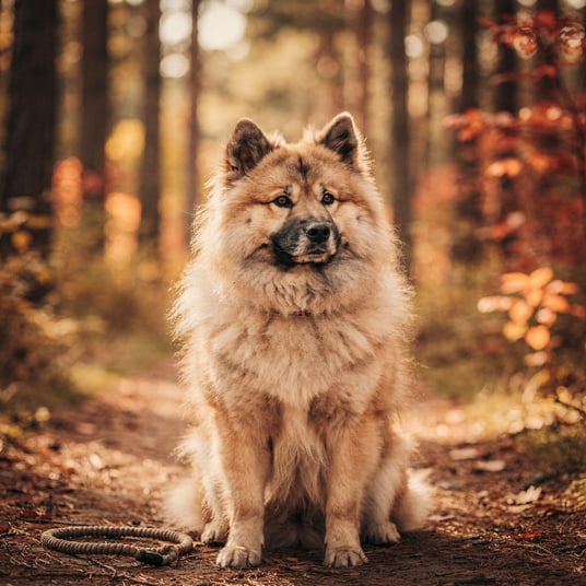 Eurasier and pet insurance guide