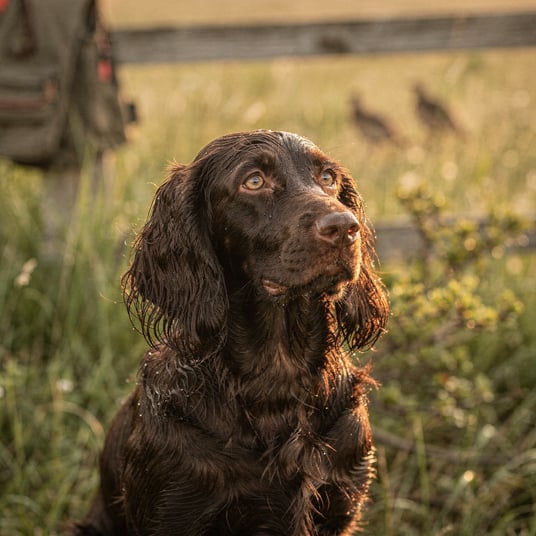Field Spaniel