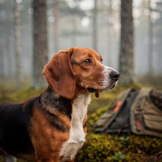 Finnish Hound and pet insurance guide