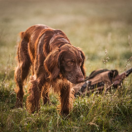 French Long Haired Pointer