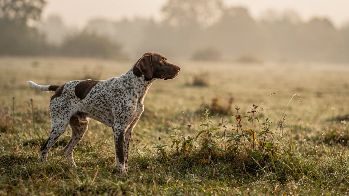 French Pyrenean Short Haired Pointer — vet costs and insurance