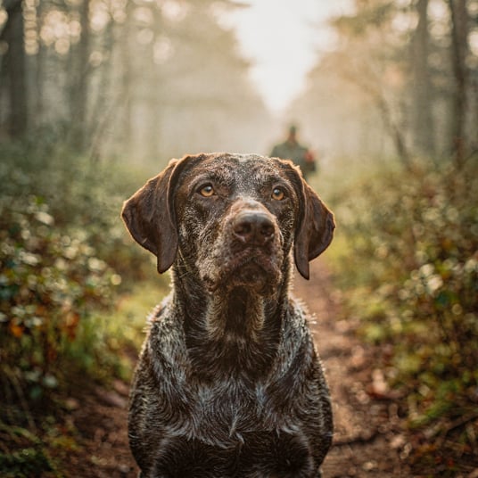 German Rough Haired Pointer