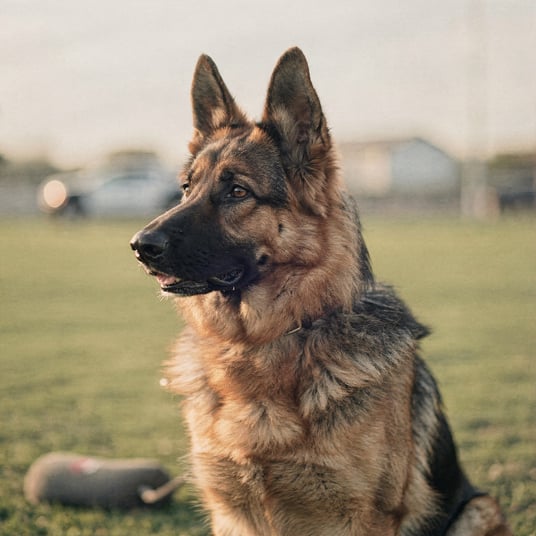 German Shepherd
