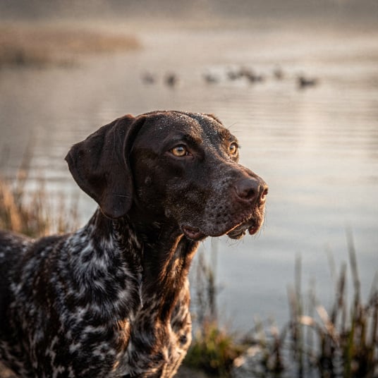 German Short Haired Pointer