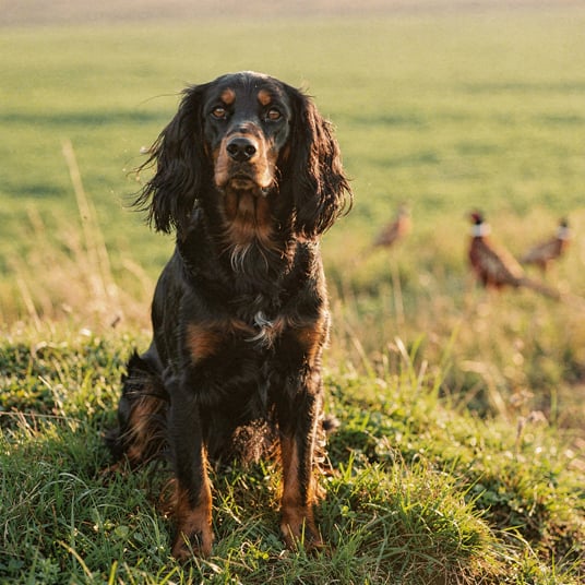 Gordon Setter and pet insurance guide