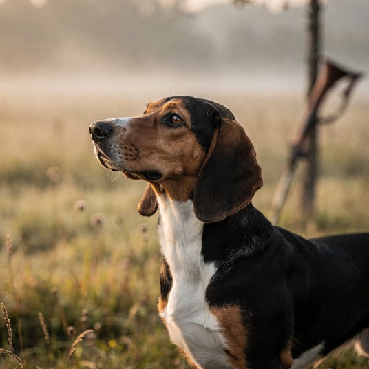 Grand Anglo French Tricolor Hound and pet insurance guide