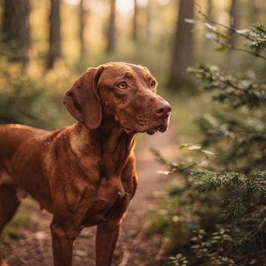 Hungarian Short Haired Pointer