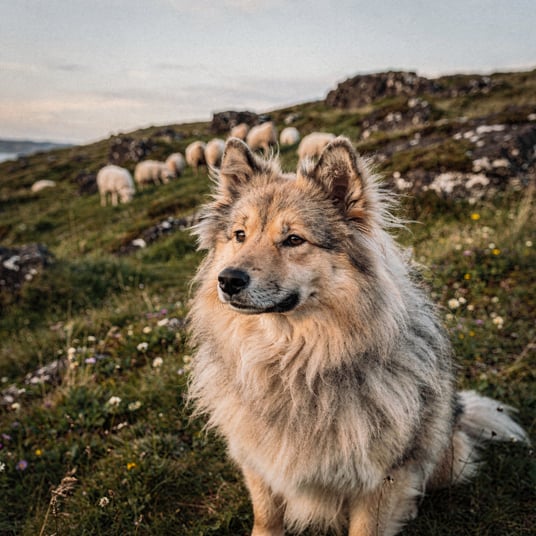 Icelandic Sheepdog