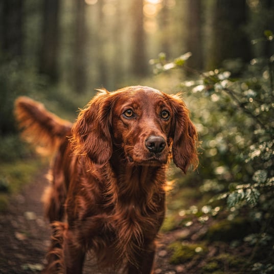 Irish Setter