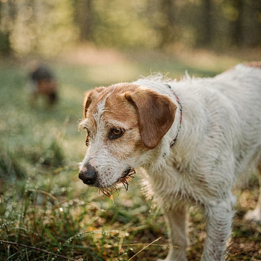 Istrian Coarse Haired Hound and pet insurance guide