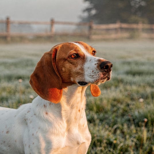 Istrian Short Haired Hound and pet insurance guide