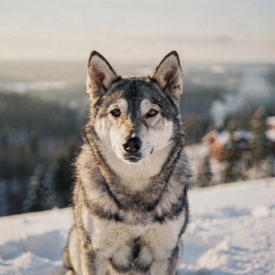 Jamthund and pet insurance guide