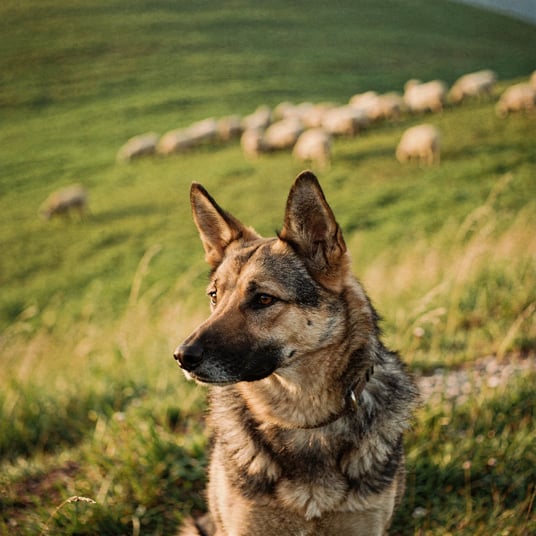 Karst Shepherd and pet insurance guide