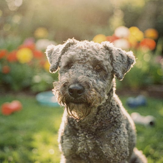 Kerry Blue Terrier