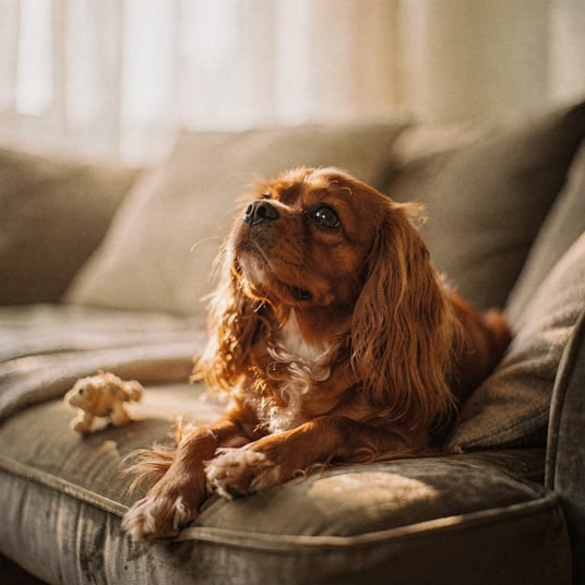 King Charles Spaniel