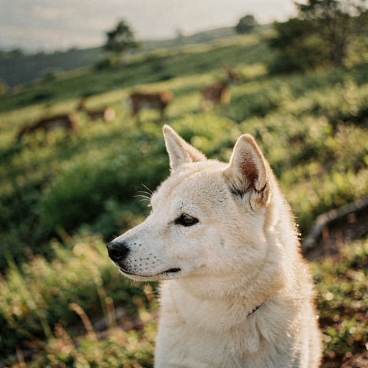 Kishu Inu