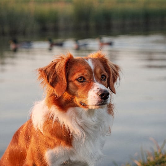 Kooikerhondje