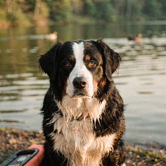 Landseer and pet insurance guide