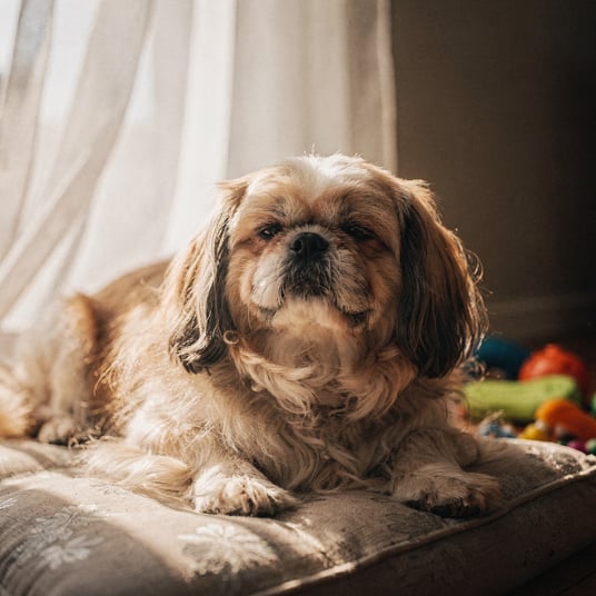 Lhasa Apso Mix and pet insurance guide