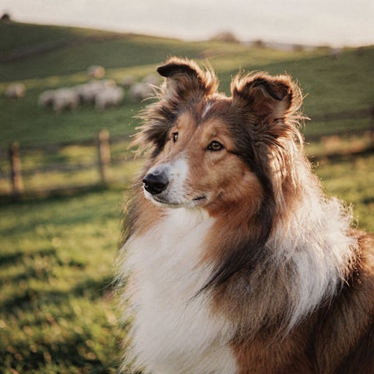 Long Haired Collie and pet insurance guide