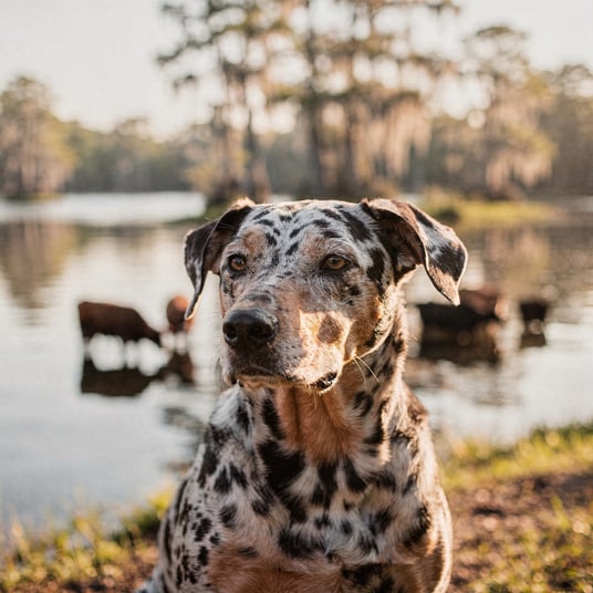Louisiana Catahoula Leopard Dog