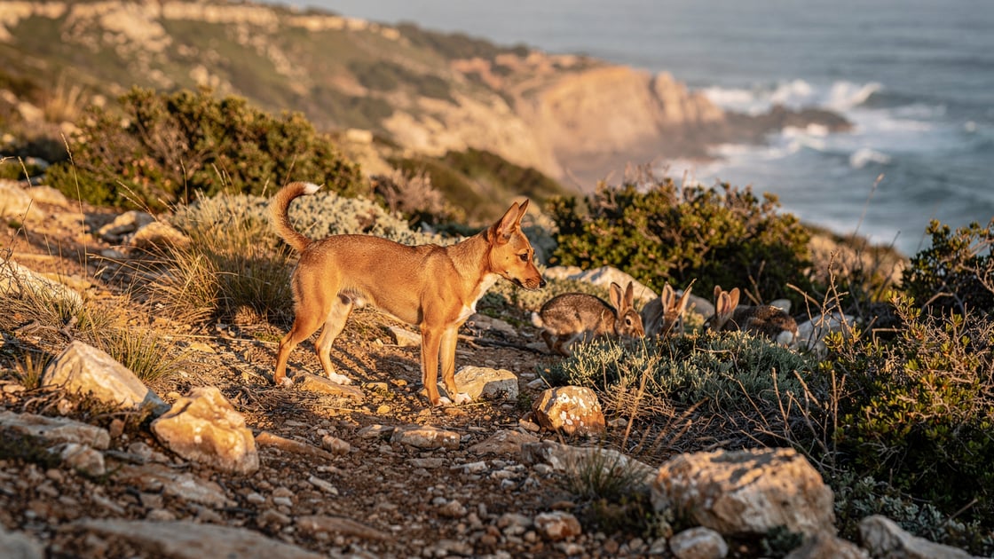 Majorca Ratter — vet costs and insurance