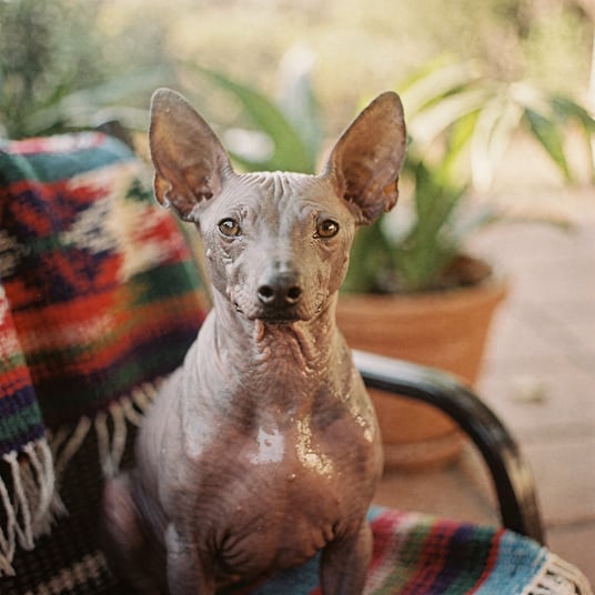 Mexican Hairless Dog