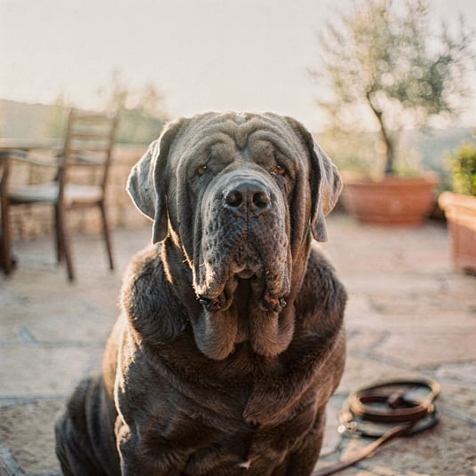 Neapolitan Mastiff