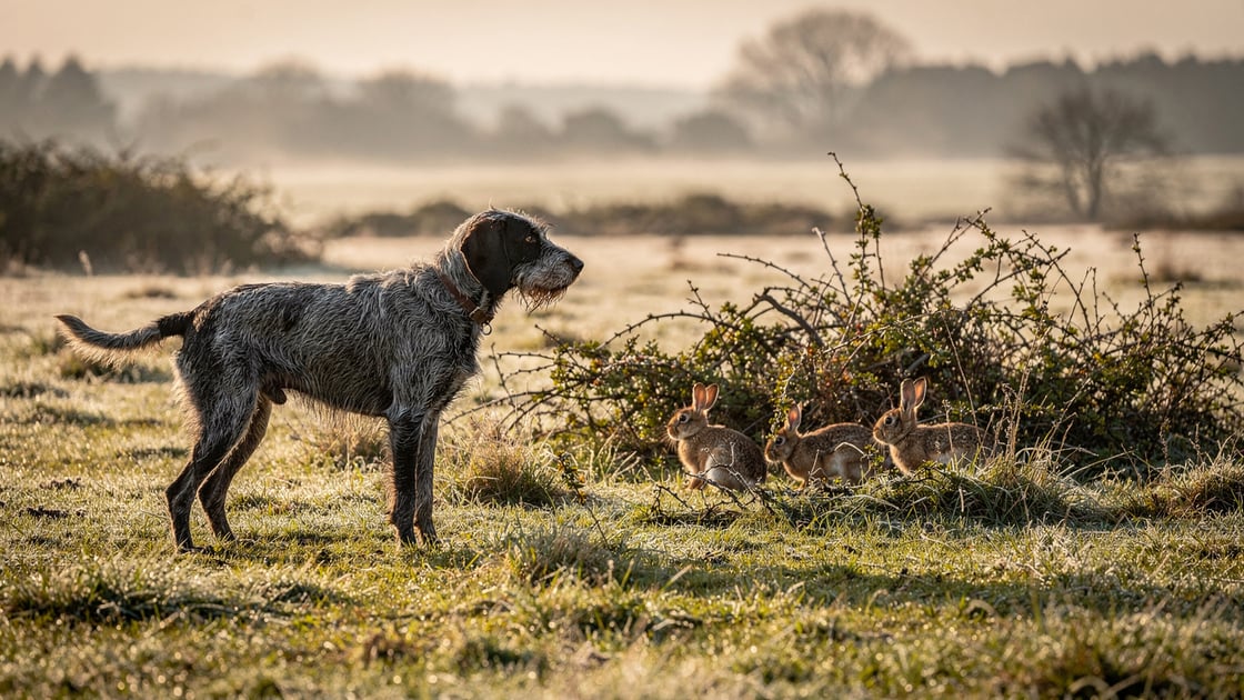Nivernais Rough Haired Hound — vet costs and insurance