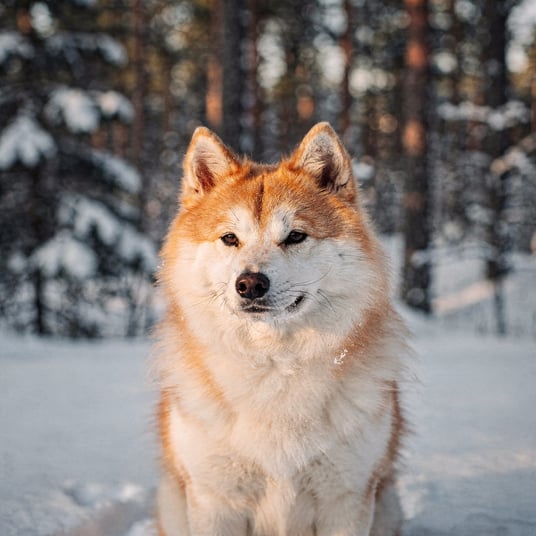 Norbotten Spitz and pet insurance guide