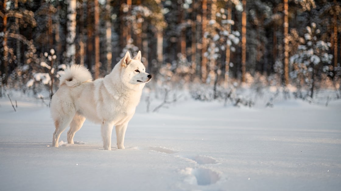 Norbotten Spitz — vet costs and insurance