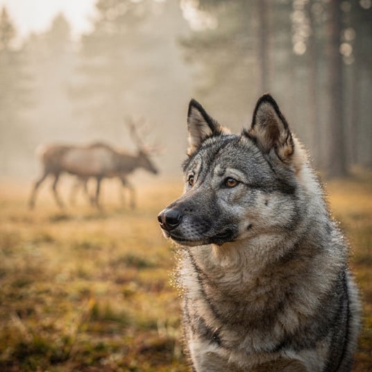 Norwegian Elkhound Grey