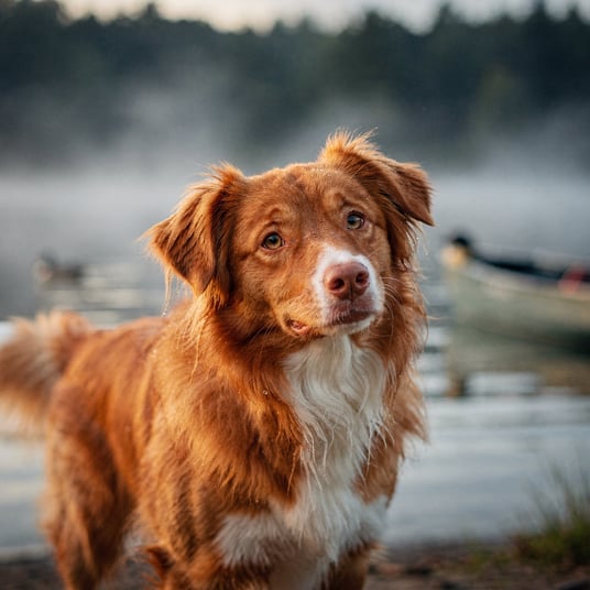 Nova Scotia Duck Tolling Retriever