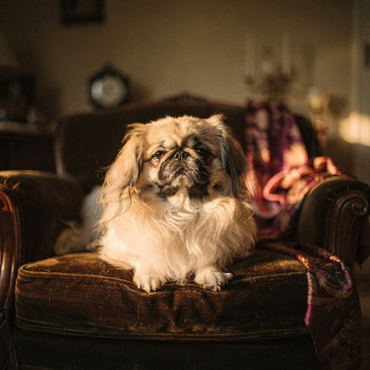 Pekingese and pet insurance guide