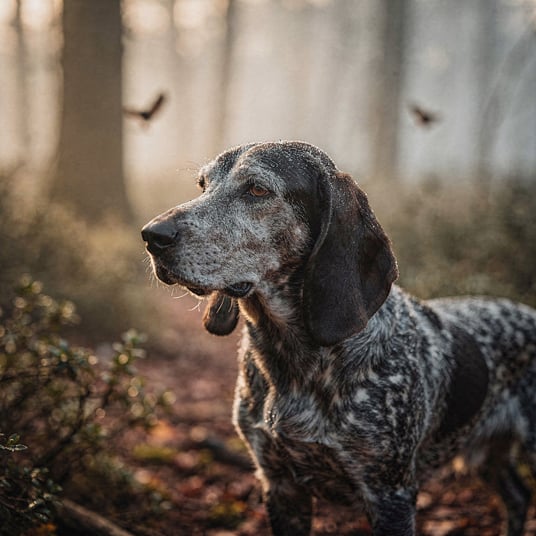 Petit Blue Gascony Hound and pet insurance guide