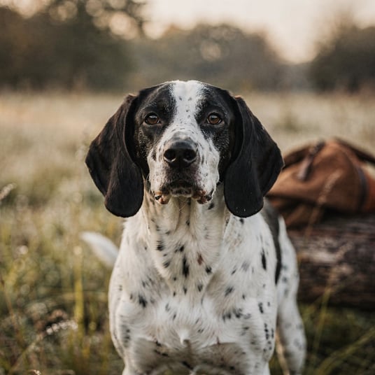 Petit Gascony Saintongeois Hound